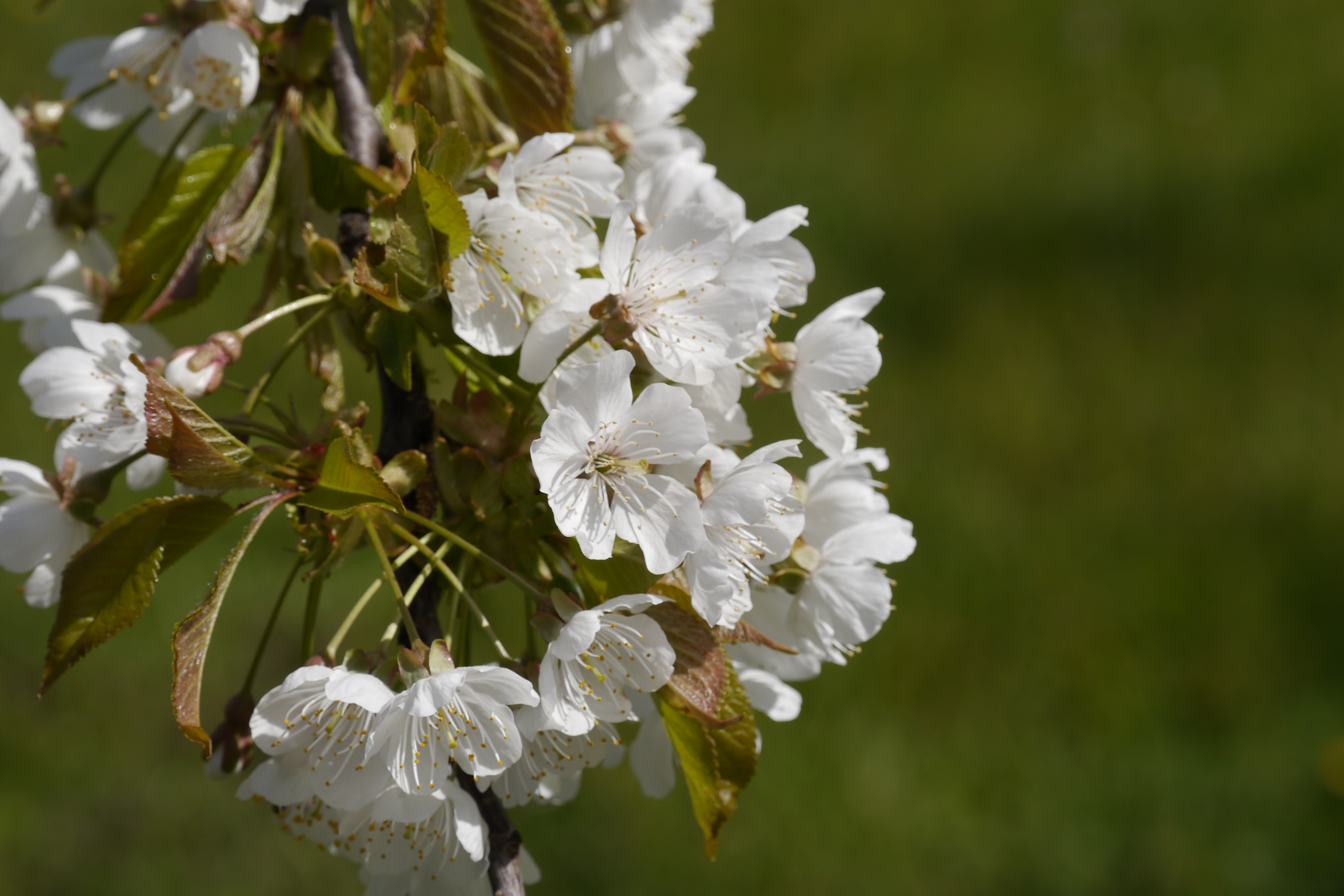 spring flower